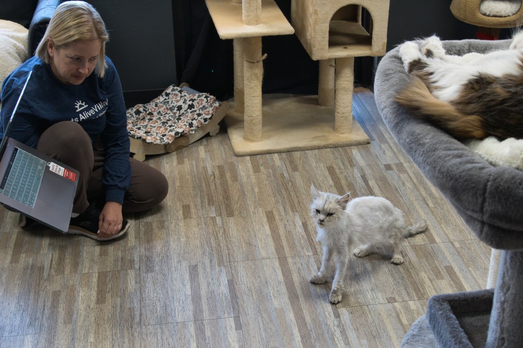 Nikki Martinez, director of feline solutions with Whimsy, a small white cat