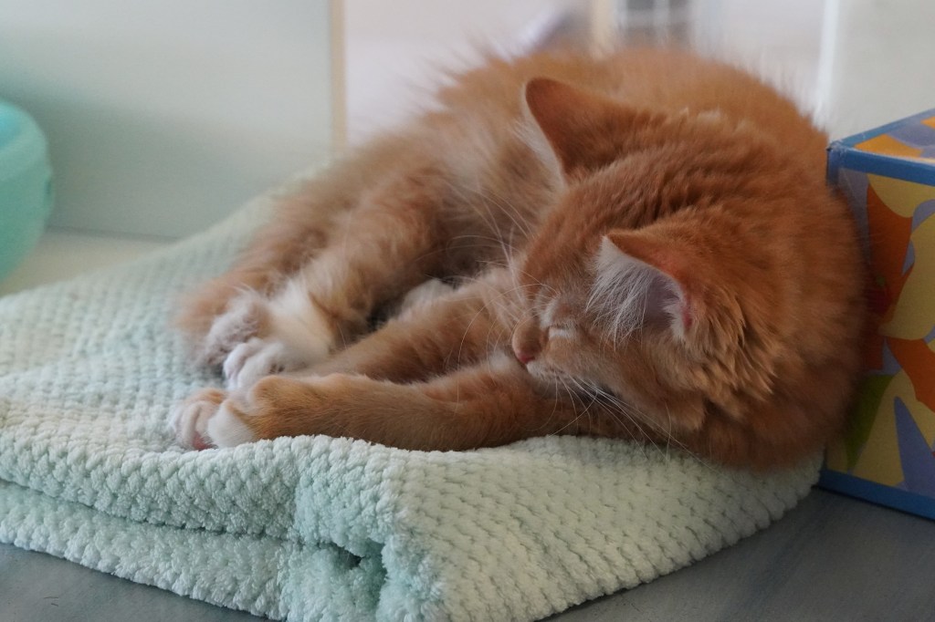 orange cat sleeping