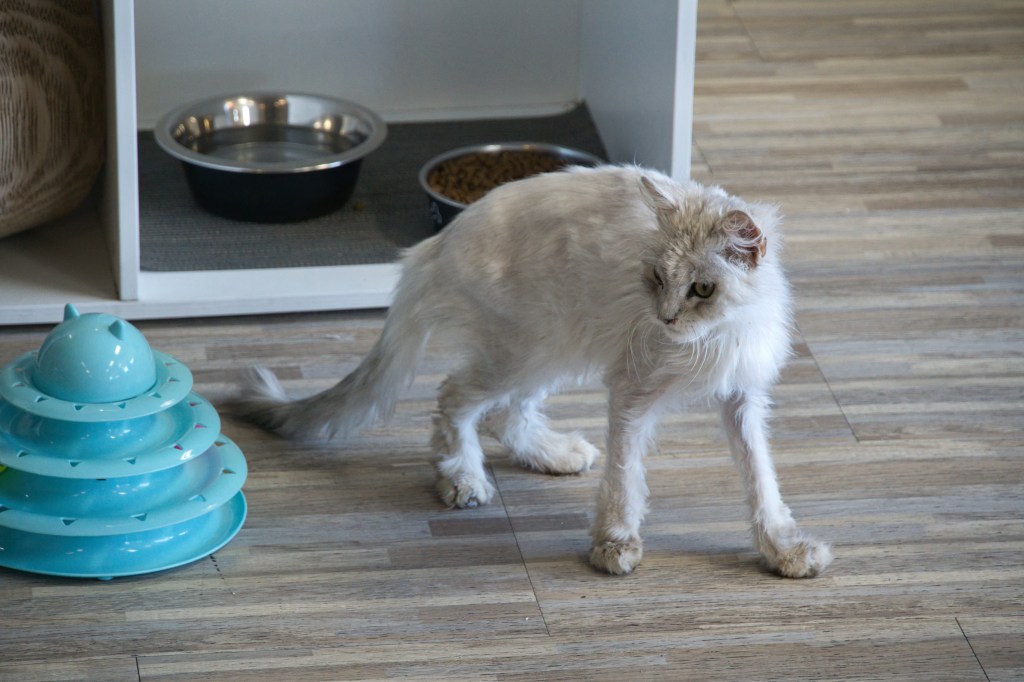Whimsy, a small white cat