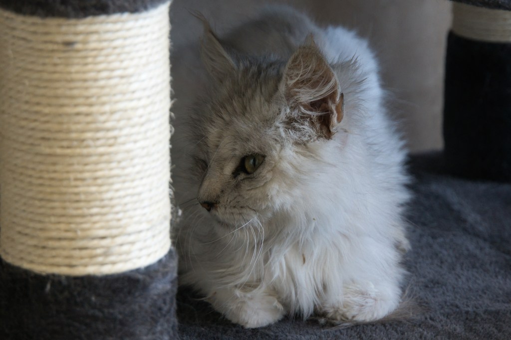 Whimsy, a small white cat