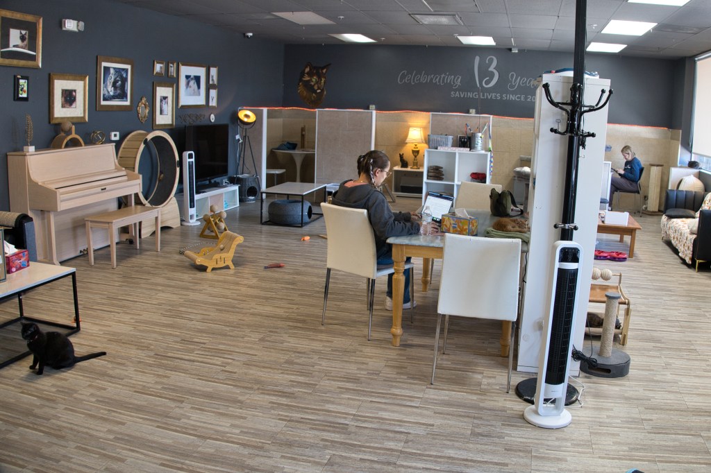 Lina Lakoczky-Torres, volunteer & community engagement manager sitting in cat cafe