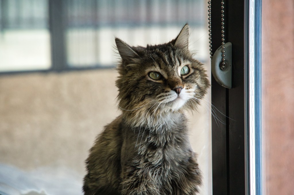 Hearts Alive Village provides growing support to Las Vegas&nbsp;animals
