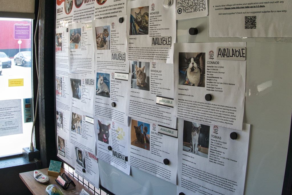 board of adoption info for cats