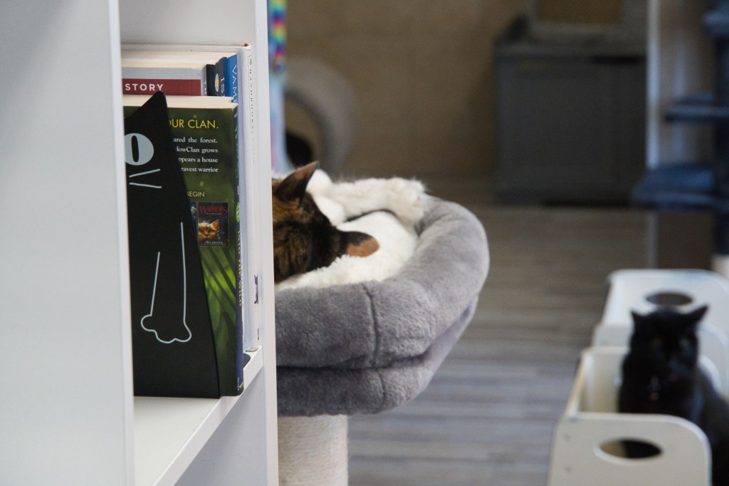 cats resting in cat cafe