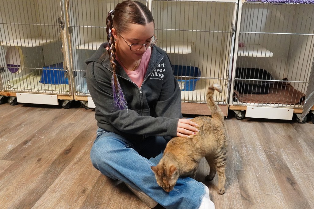 Lina Lakoczky-Torres, Volunteer and Community Engagement Manager with cat in lap