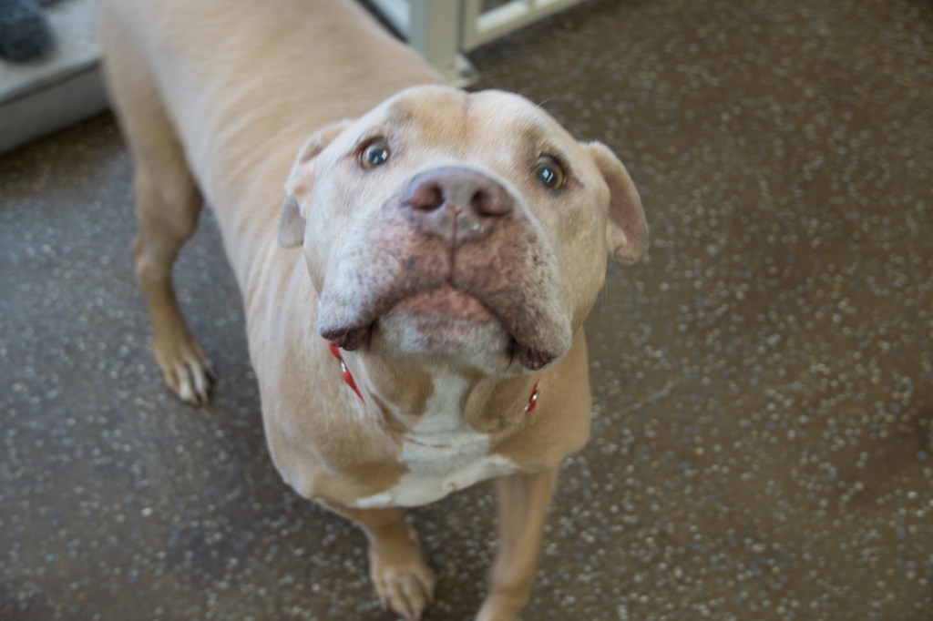 Hank, adoptable dog