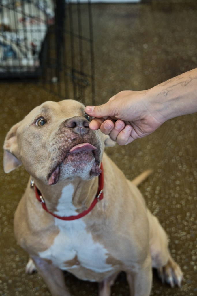 Hank, an adoptable dog