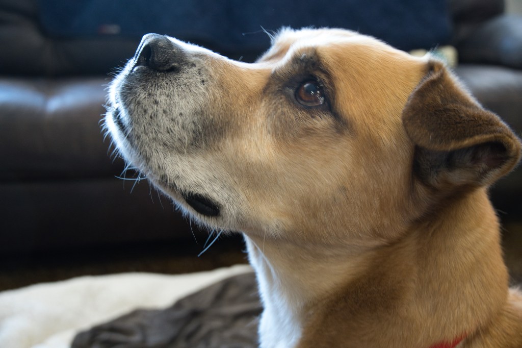 Dustyn, adoptable dog