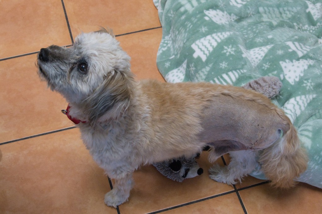 Lenny, a dog recovering from leg surgery